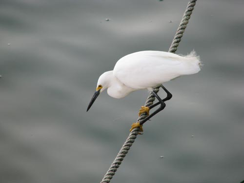 snowy-egret_0016-blog1 Snowy Egret fishing by the pier.