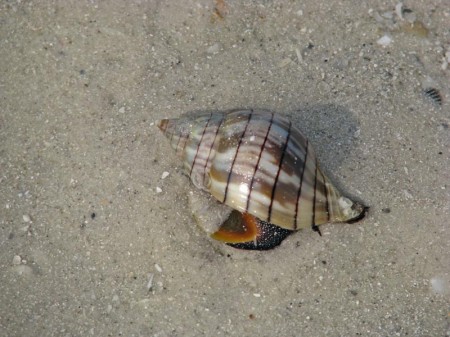 Live Banded tulip shell on a Treasure Island beach.