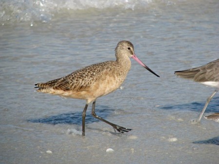 The presence of several Marbled Godwits on Pass-a-Grille beach caught me by surprise.