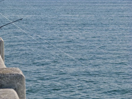 Monofilament line from pier/bridge fishermen creates an obstacle course for birds.