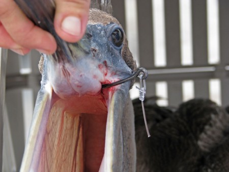 This Pelican had to go to the hospital. The hook was too big and dangerously positioned to remove in the field.