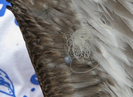 This Pelican has fishing line and a lead weight wrapped around its wing.