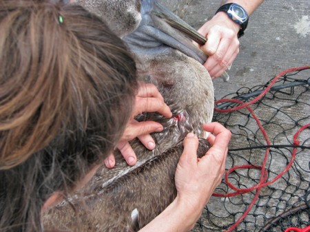 Liz works to remove a hook from a Pelican. 