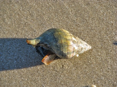 A live Banded tulip shell on Pine Island.