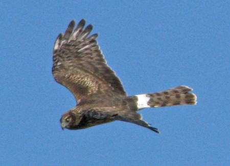A marsh hawk hunting on Pine Island.