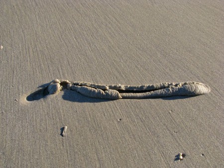 Track left in the wet sand by a live Olive Shell.