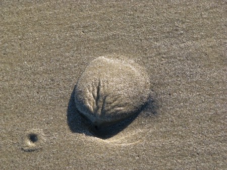 This little mound of sandy mud is the sign of a Banded tulip shell.
