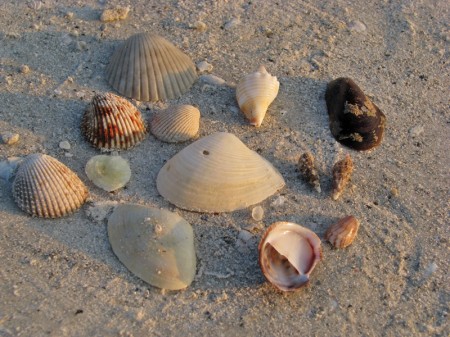 I found this assortment of shells in less than a minute, without taking more than 3 steps.