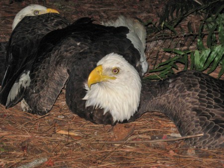 These Bald eagles were discovered and photographed by Sling Pitts in St. Petersburg, Florida.