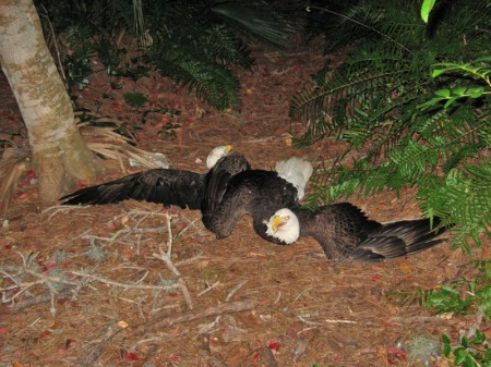 Bald eagles in a clinch. Photo by Sling Pitts of St. Petersburg, FL.