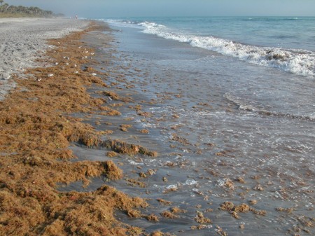 caspersen-beach-fl-0343 Algae washing up on Caspersen Beach provides a rich habitat for marine life.
