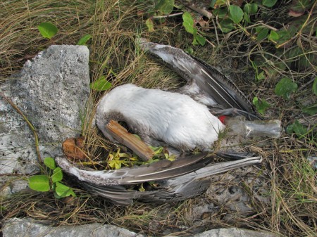A juvenile brown pelican lies expired on the Blind Pass Jetty.