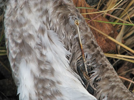 A long-shanked fishing hook embedded in a wing was the beginning of the end for this young brown pelican.