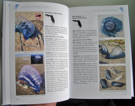 Florida's Living Beaches, by Blair and Dawn Witherington, is a colorful, comprehensive, and user-friendly guide to all the nature you are likely to encounter on Florida's beaches.