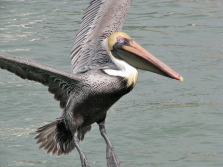An adult Eastern Brown Pelican takes flight. Clumsy on land, graceful in the air.