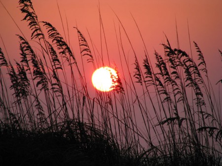 sunset-sea-oats-3446 An Anna Maria Island sunset viewed through the sea oats.