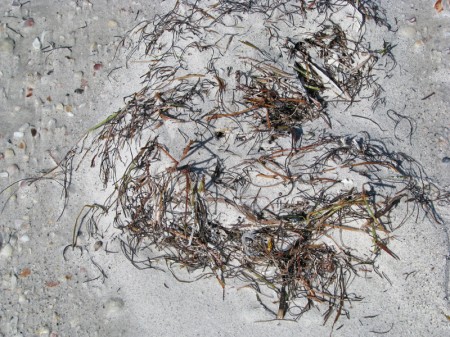 Piles of dried seaweed on the beach catch blowing sand and form little dunes along the wrack line.