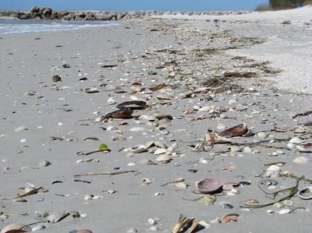 Fresh shells left behind by the wind and surf wait for someone to discover them.