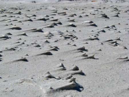 Strong winds scour the sand from the beach, leaving small shells perched atop a tiny hill of sand.