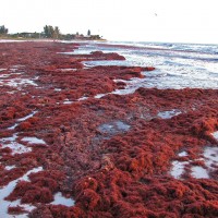 Algae washed up on Siesta Key Beach by ton after the passage of a storm in September 2002.