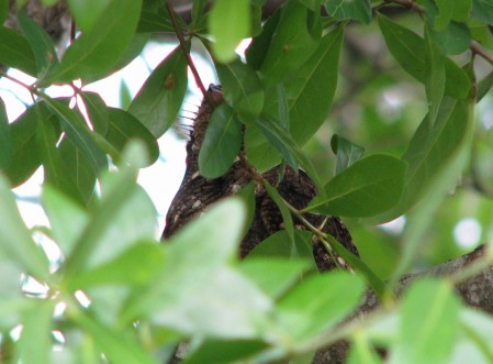 img_0973 Chuck-Will's-Widow? Or Whip-Poor-Will? What do you think?