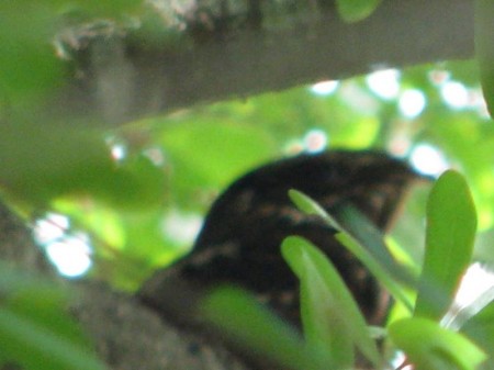 img_0974 The toad-like, out-of-focus head of the mystery bird.
