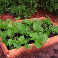 Our Spring Florida backyard garden--phase 1.