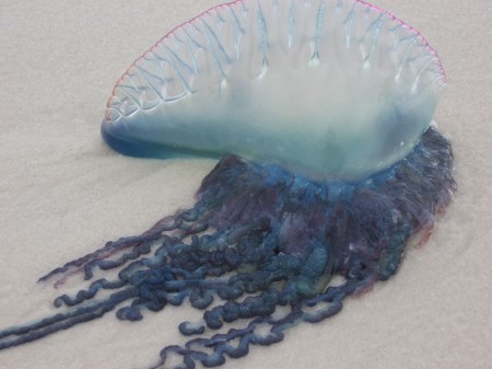 Portuguese Man-of-War on the beach. Photo contributed by Sarah K. Obrien.