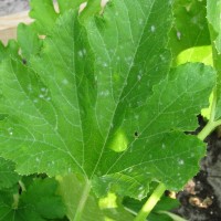 A mild case of powdery mildew shows up as white spots on the zucchini plant leaves.