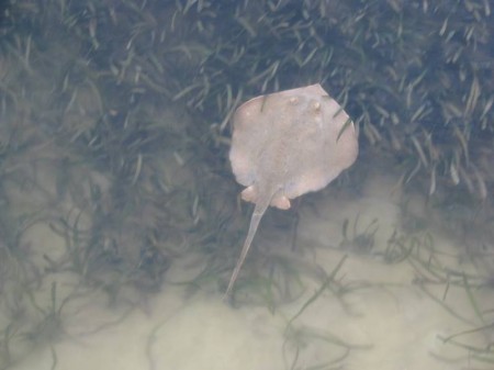 Stingray swimming across the sea grass in about a foot and a half of water in Charlotte Harbor.