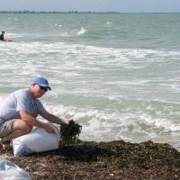 Gathering seaweed for my garden.
