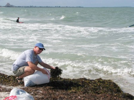Gathering seaweed for my garden.