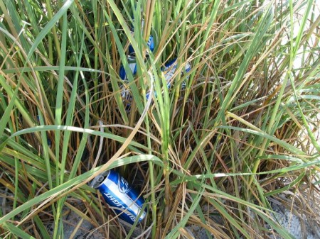 Someone confused this clump of sea oats with a garbage can. Too bad. The garbage can was only 20 paces away.