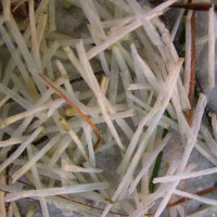 Sun-bleached segments of manatee grass have washed up on the beach and I photographed them in the wrack line.