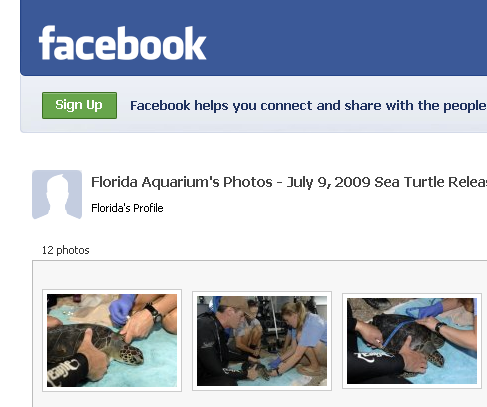 2009-07-10_1227-florida-aquarium-turtle-release Visit the Florida Aquarium's Facebook page to see the photos of their turtle release.