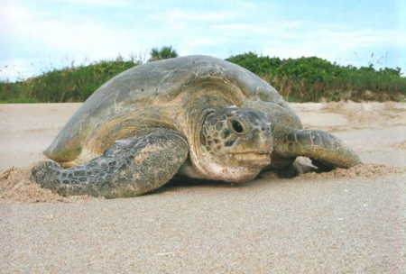 A green sea turtle on the way back to the ocean after laying her eggs. Photo copyright Jim Angy.