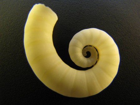 All that remains of a ram's horn squid...