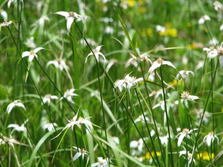 Dichromena colorata is a member of the sedge family.