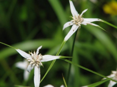 A close up look at the elongated and showy white bracts with the flower in the center.
