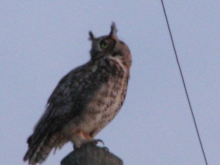 Great horned owl perches atop a power pole overlooking Terra Ceia Bay.