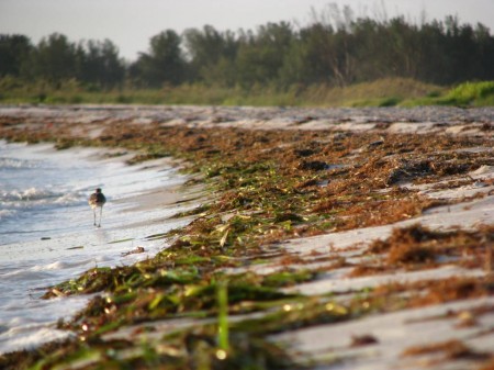 Todays westerly winds piled up sargassum, turtle grass, and red algae on Fort Desoto beach.
