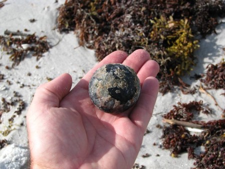 Holding a sea coconut (Manicaria saccifera) I just found on Upham beach.