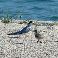 A least tern feeds its chick. Photo courtesy of Charlotte County Natural REsources Division, Environmental & Extension Services.
