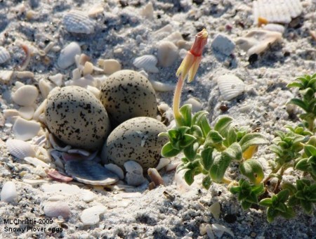 Snowy Plover eggs resting on the beach sand and shell. Many shorebirds don't build a nest--their eggs blend in with the sand and are protected by natural camoflage. Nesting season brings many dangers from human foot traffic and pets. Photo courtesy of CCNRD, Environmental & Extension Services.