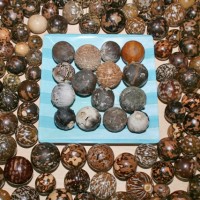 Sea Coconut Drifts from South America to St. Pete Beach A closer look at Bill Blazek's collection of sea coconuts, each polished by hand with progressively finer grades of sandpaper. They are beautiful.