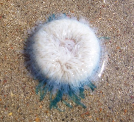 blue button bottom The underside of a blue button (Porpita porpita). Photo copyright Kathryn G.