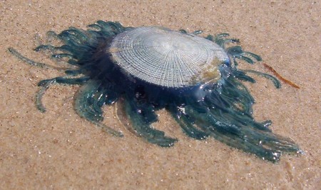 blue button top b A blue button "jellyfish" beached on a Texas Gulf beach. Photo copyright Kathryn G.