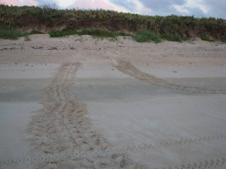 img_3485 These tracks indicate that the turtle crawled all the way to the dune, layed eggs, and returned to the ocean.
