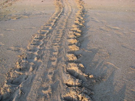 Tracks in the sand made by a green sea turtle coming onto the beach to nest.