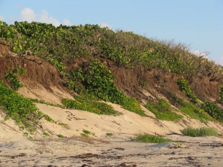 img_3507 Dunes on the Atlantic Ocean, south of Melbourne Beach.